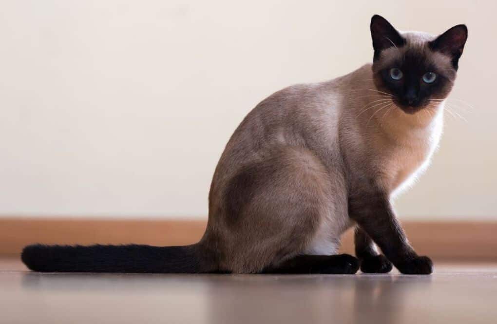 Siamese Cat