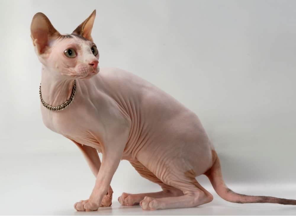 Sphynx Cat