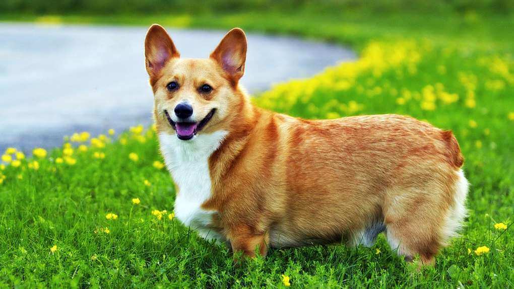 Welsh Corgi