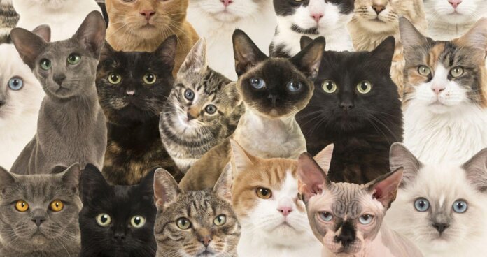 Popular Cat Breeds