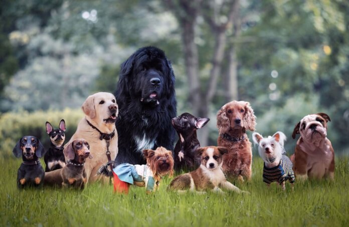 Popular Dog Breeds