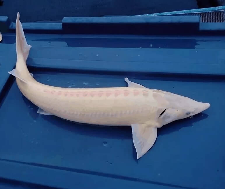 Albino Beluga