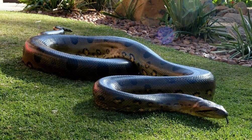 Anaconda