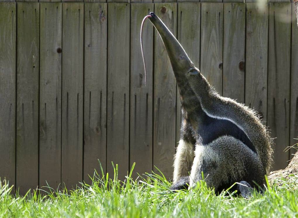 Anteater