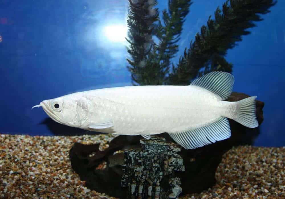 Arowana