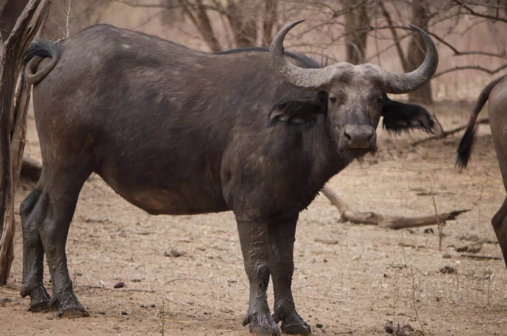 Asian And African Buffalo