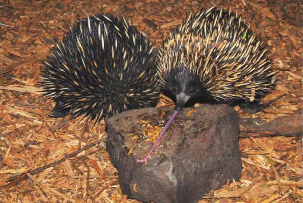 Australian Echidna