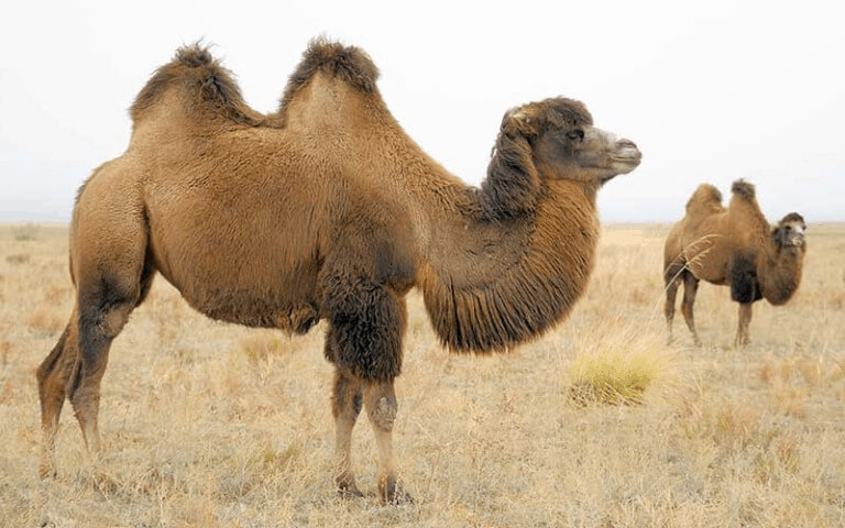 Bactrian Camel