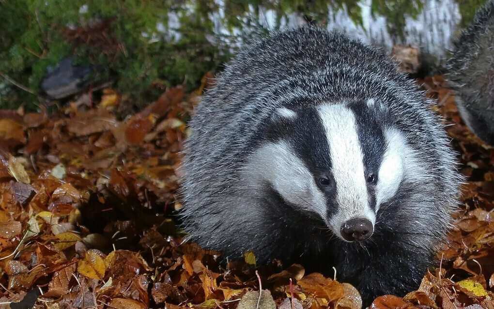 Badger