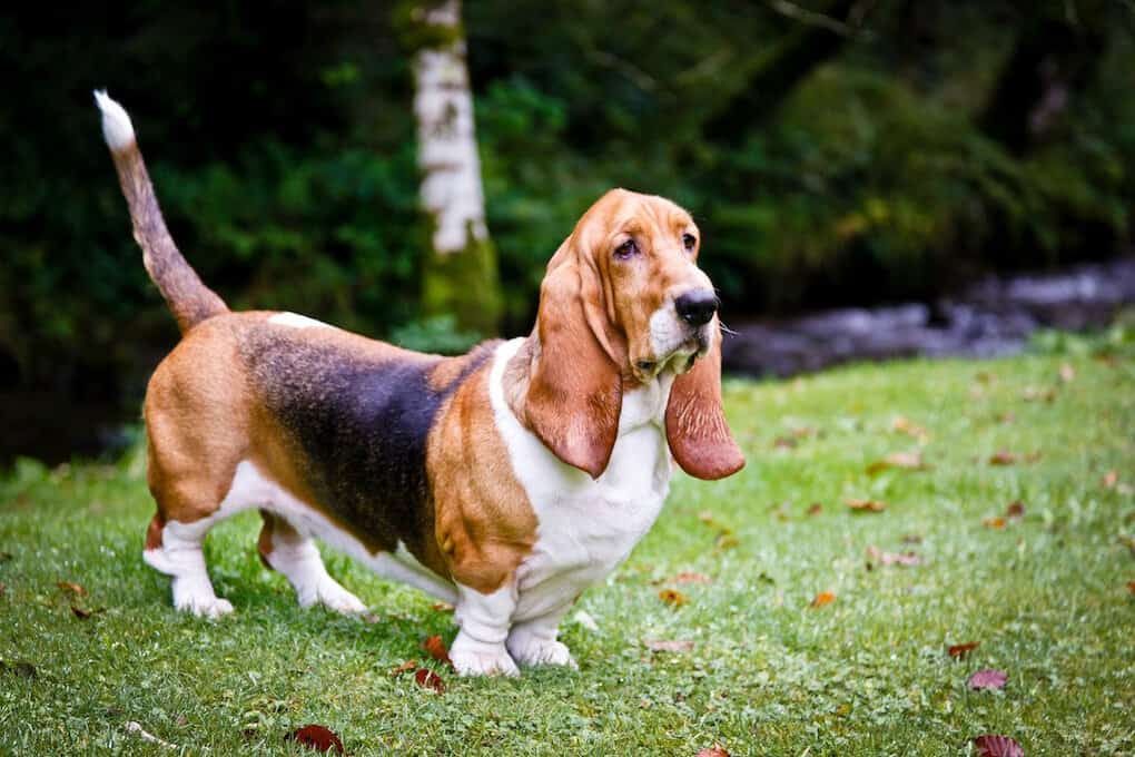 Basset Hound