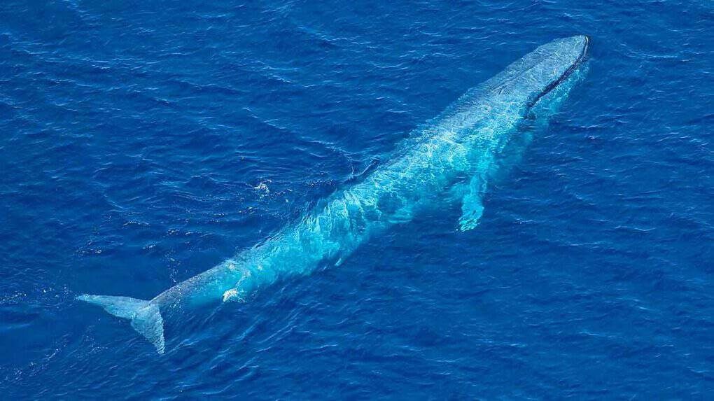 Blue Whale