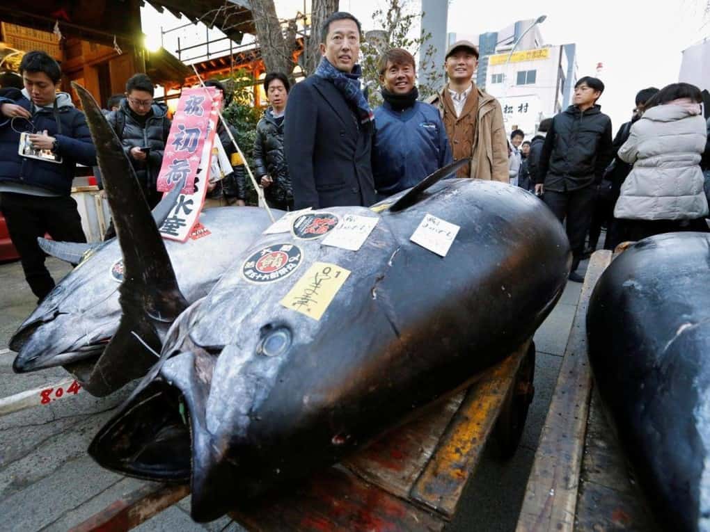 Bluefin Tuna At 222 Kg