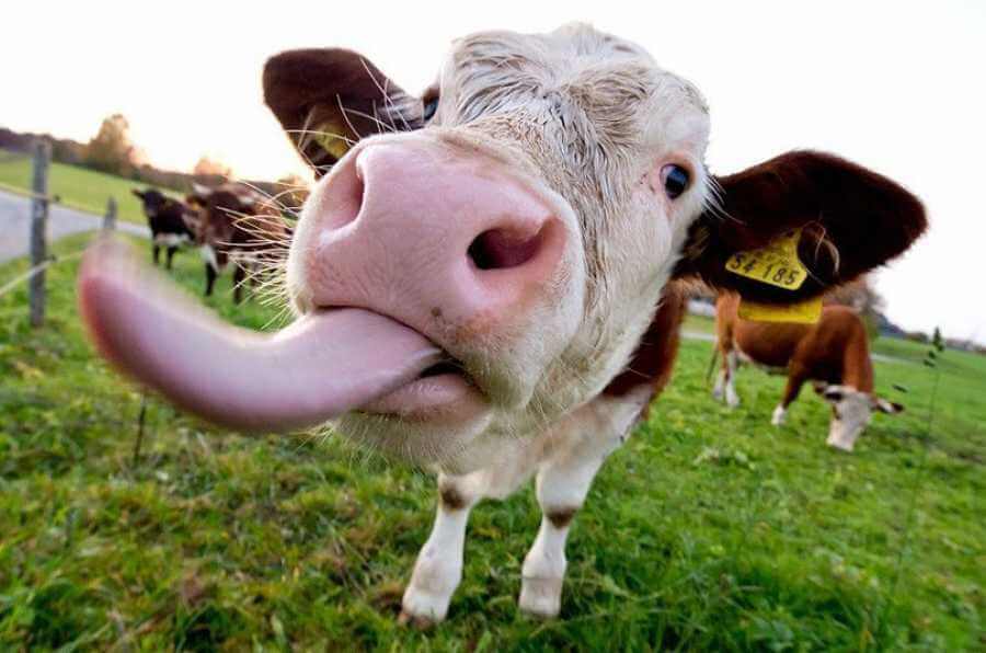 Cow