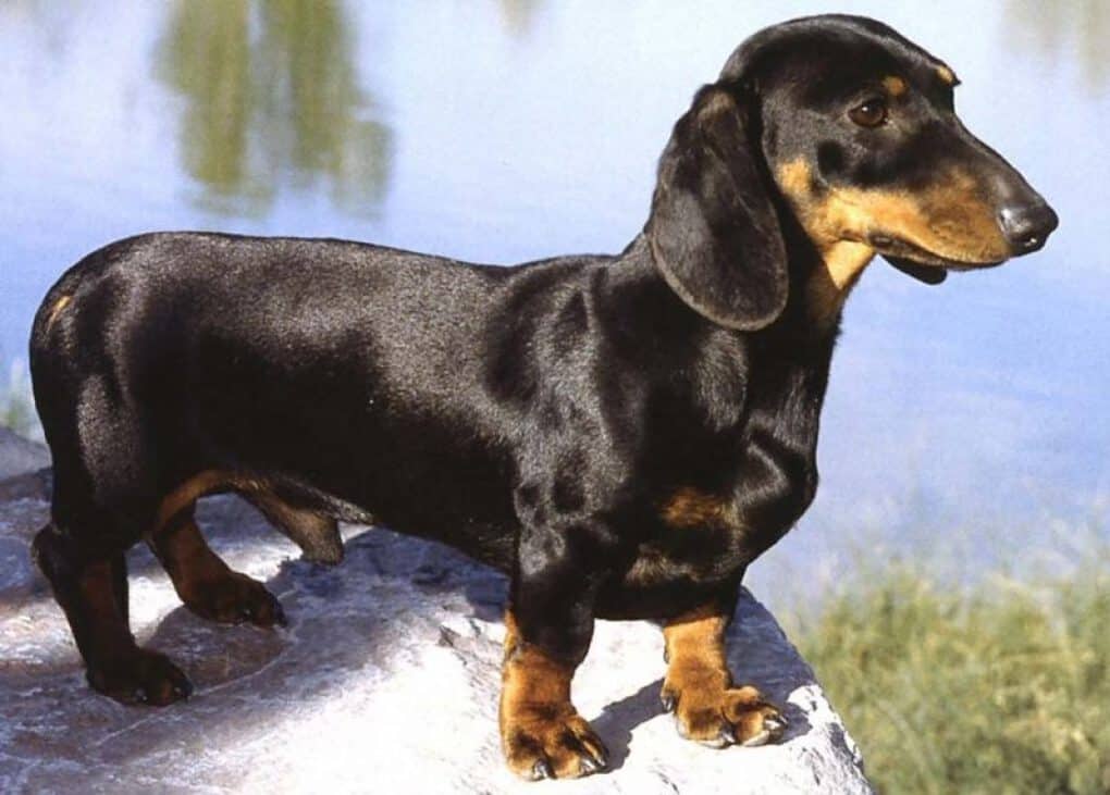 Dachshund