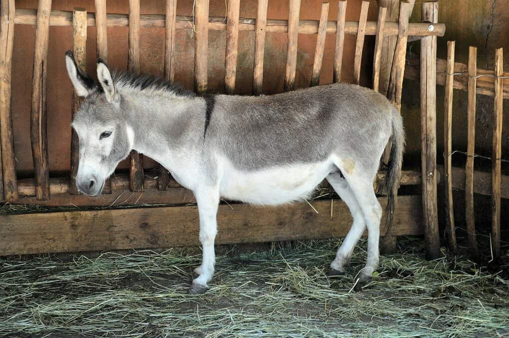 Domestic Donkey