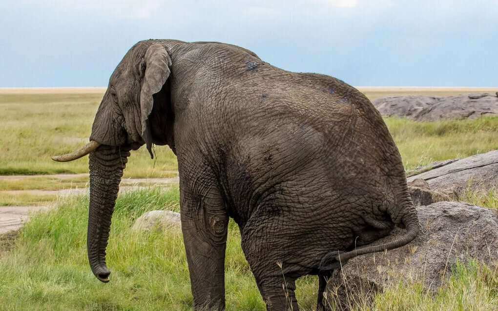 Elephant