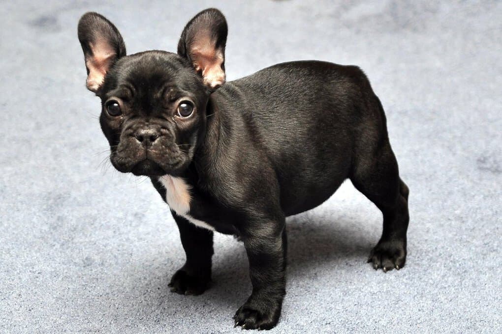 French Bulldog