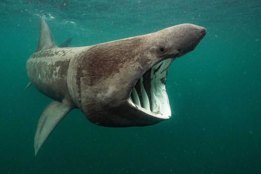 Giant Shark