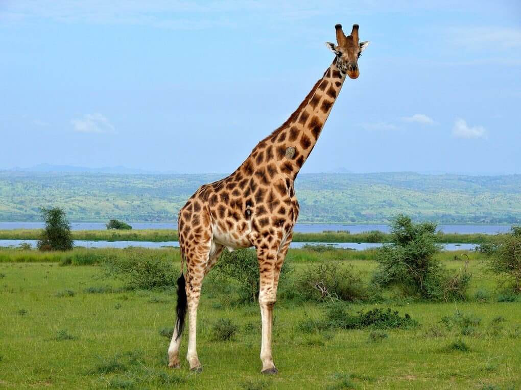 Giraffe