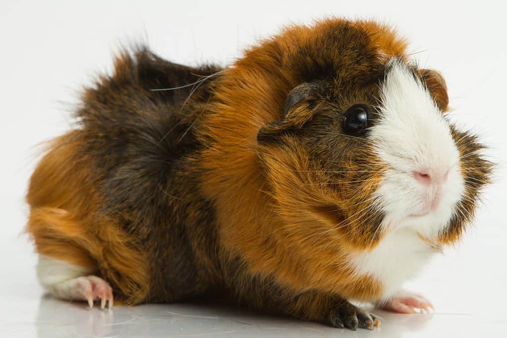 Guinea Pig