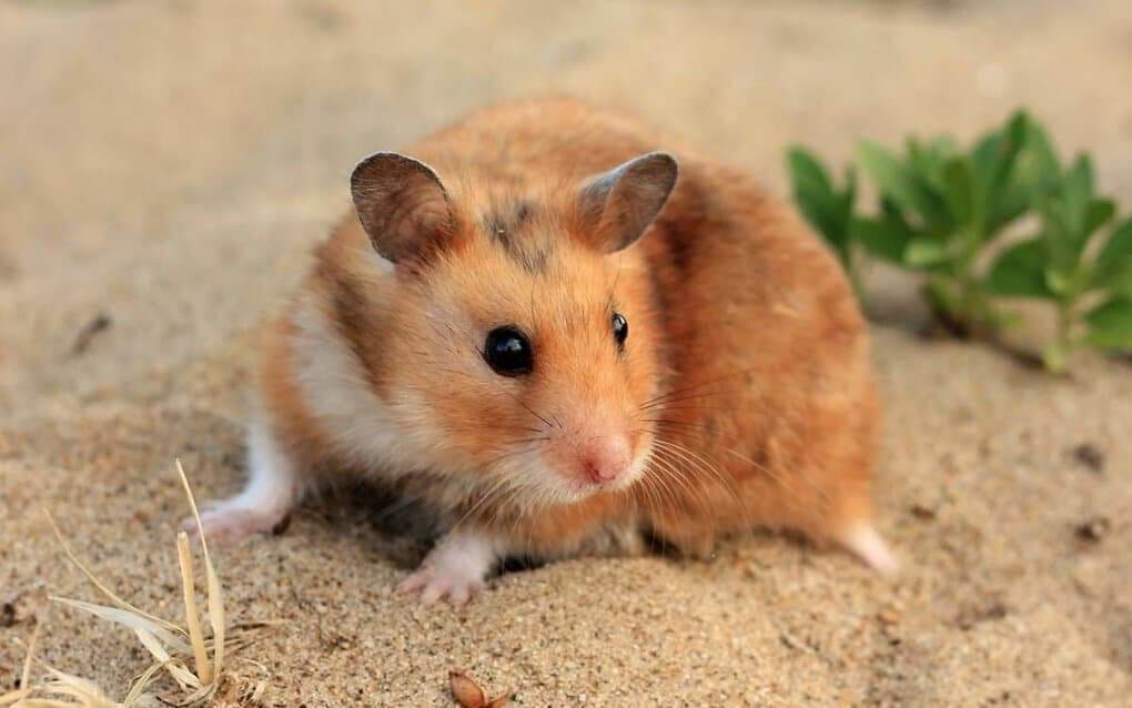 Hamster