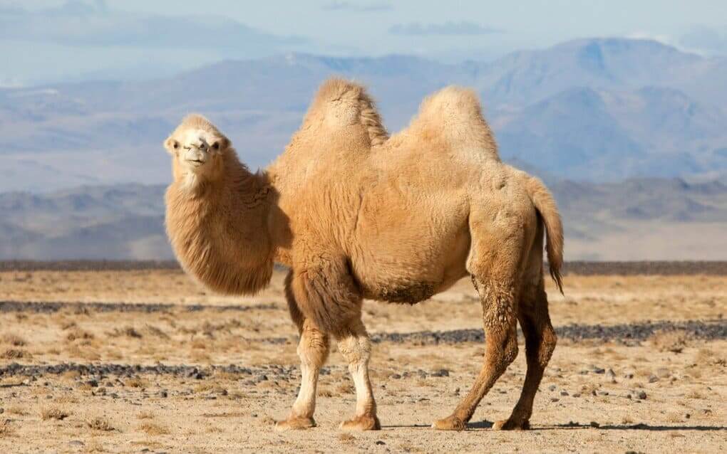 Kalmyk Camel