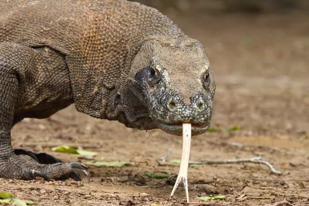 Komodo Dragon