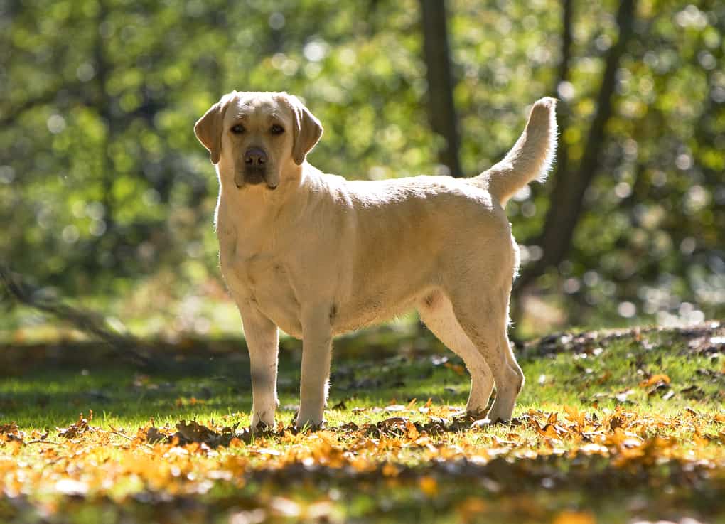 Labrador Retriever