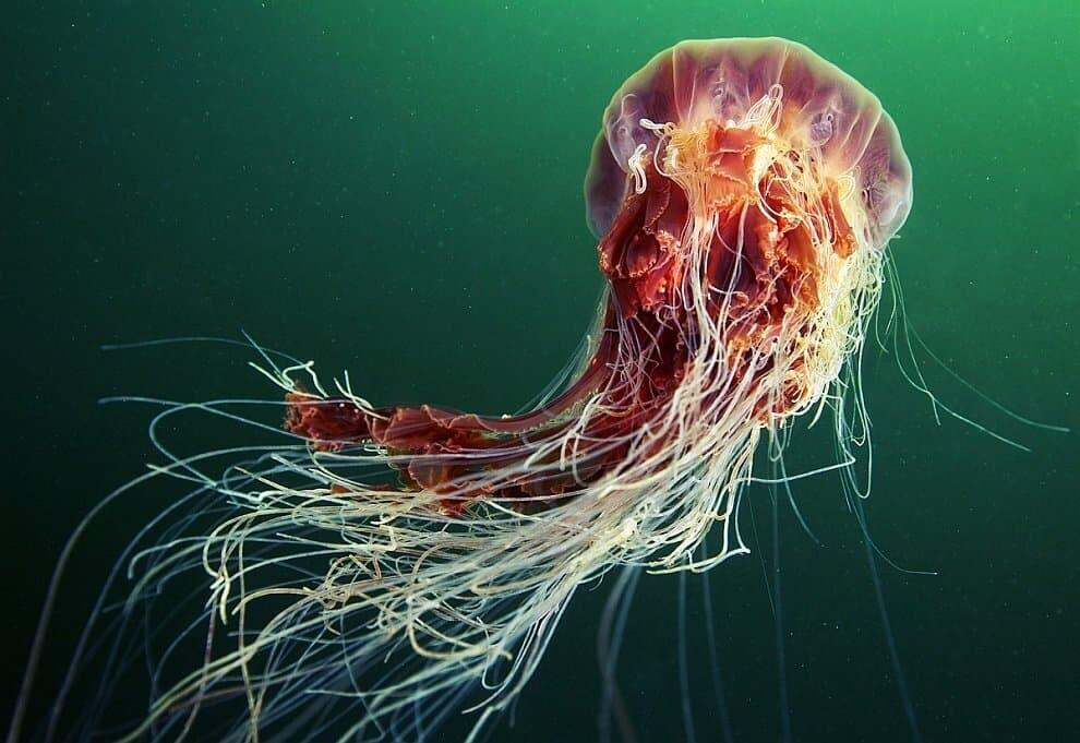 Lion's Mane Jellyfish