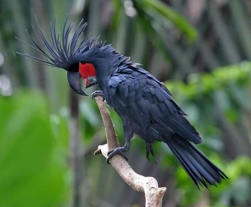 Palm Cockatoo