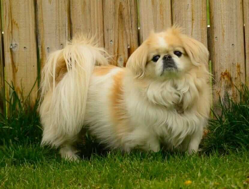 Pekingese