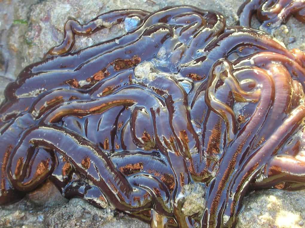 Placentonema Gigantissima Nematode