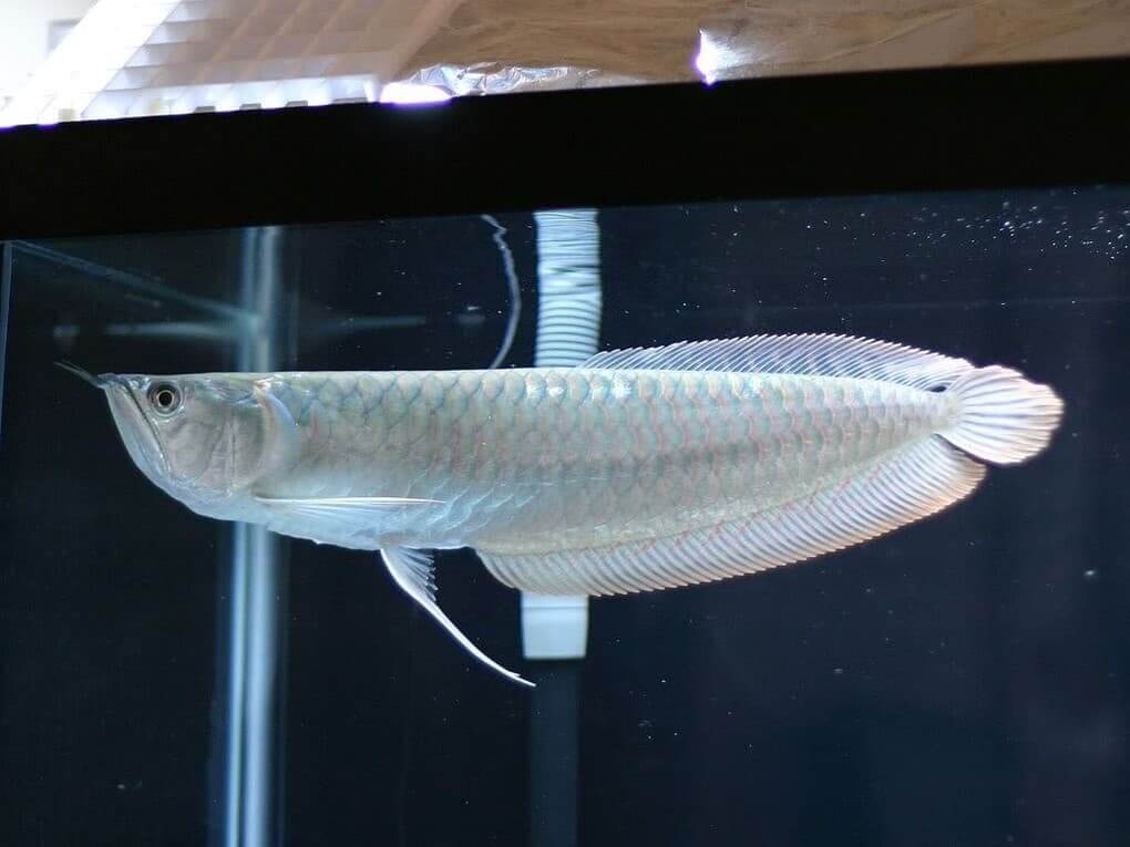 Platinum Arowana