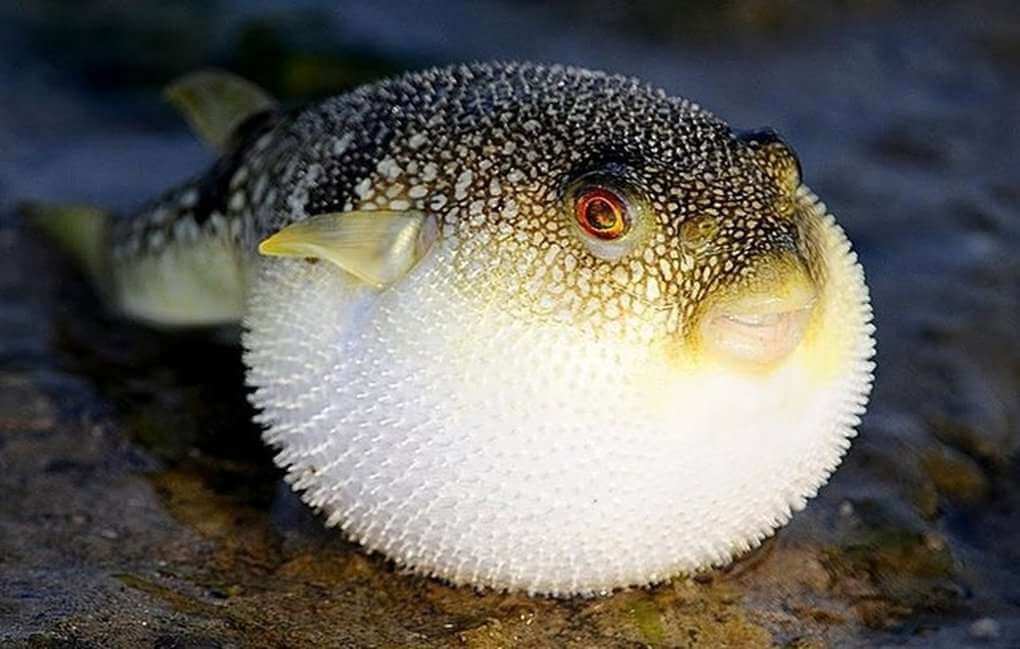 Puffer Fish