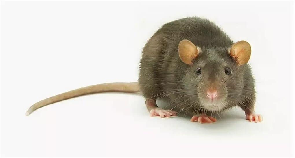 Rat