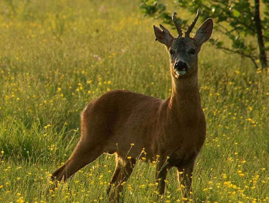 Roe Deer