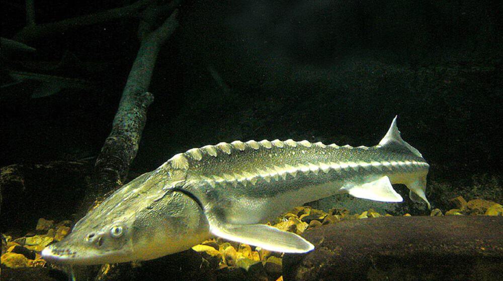 Russian Sturgeon