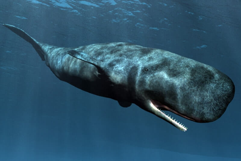 Sperm Whale