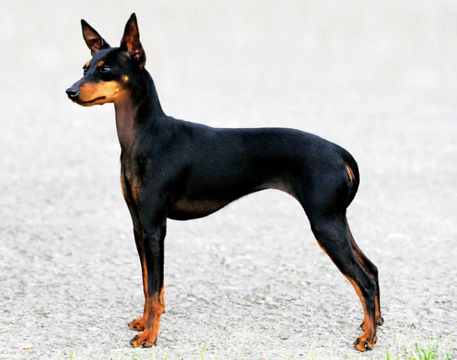 Toy Terrier