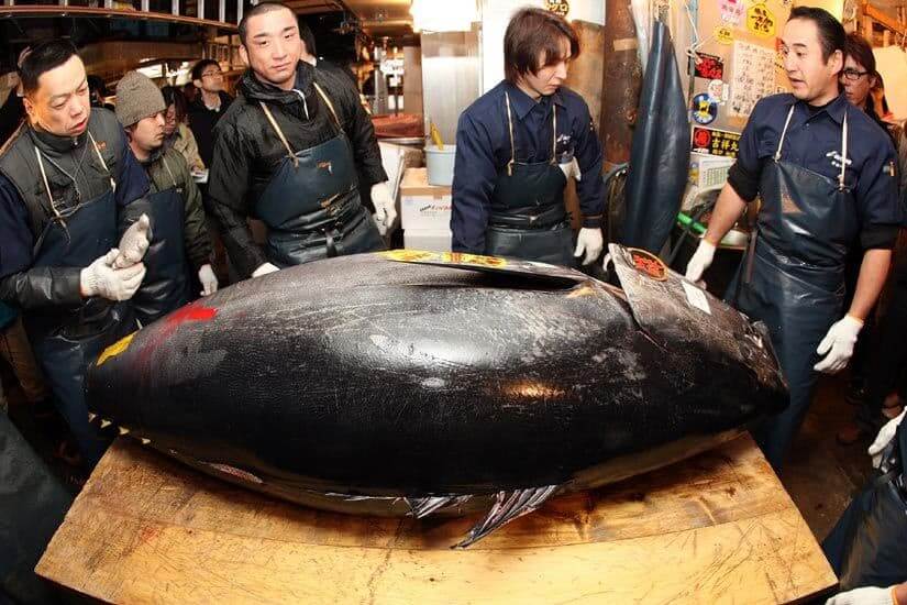 Tuna At 269 Kg