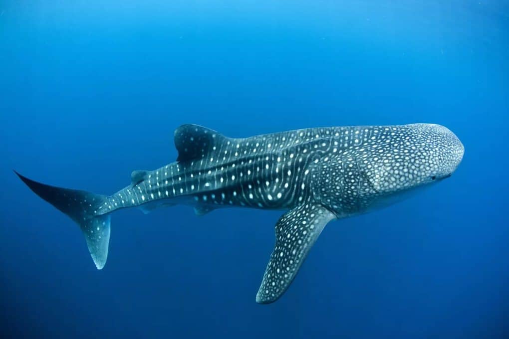 Whale Shark