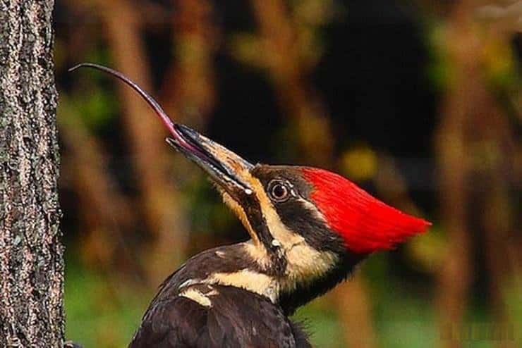 Woodpecker