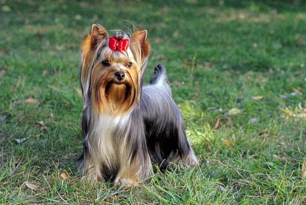 Yorkshire Terrier