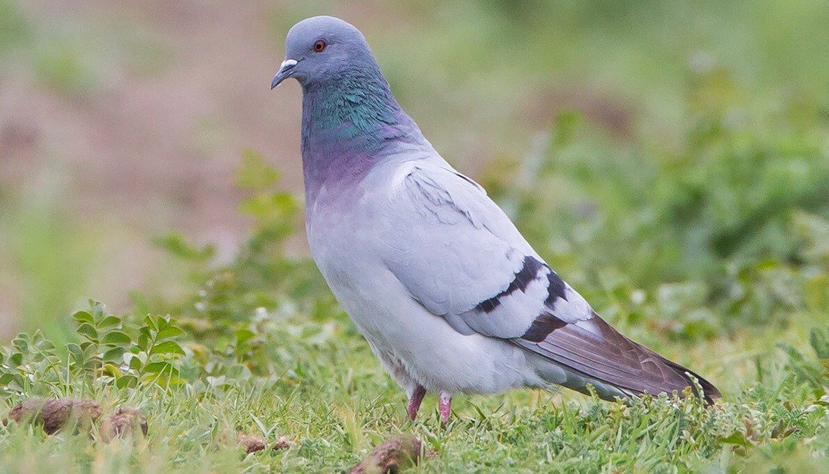 Armando Racing Pigeon