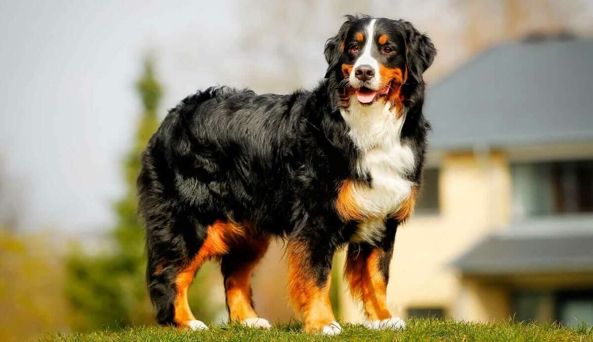 Bernese Mountain Dog