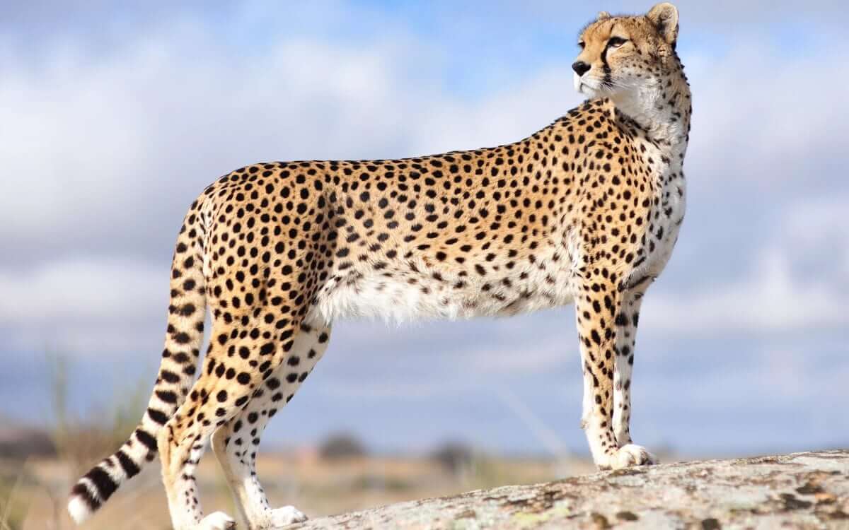 Cheetah