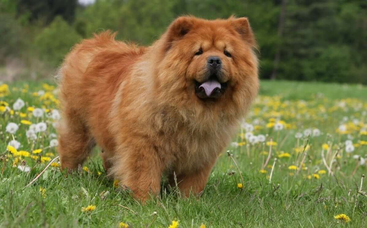 Chow Chow