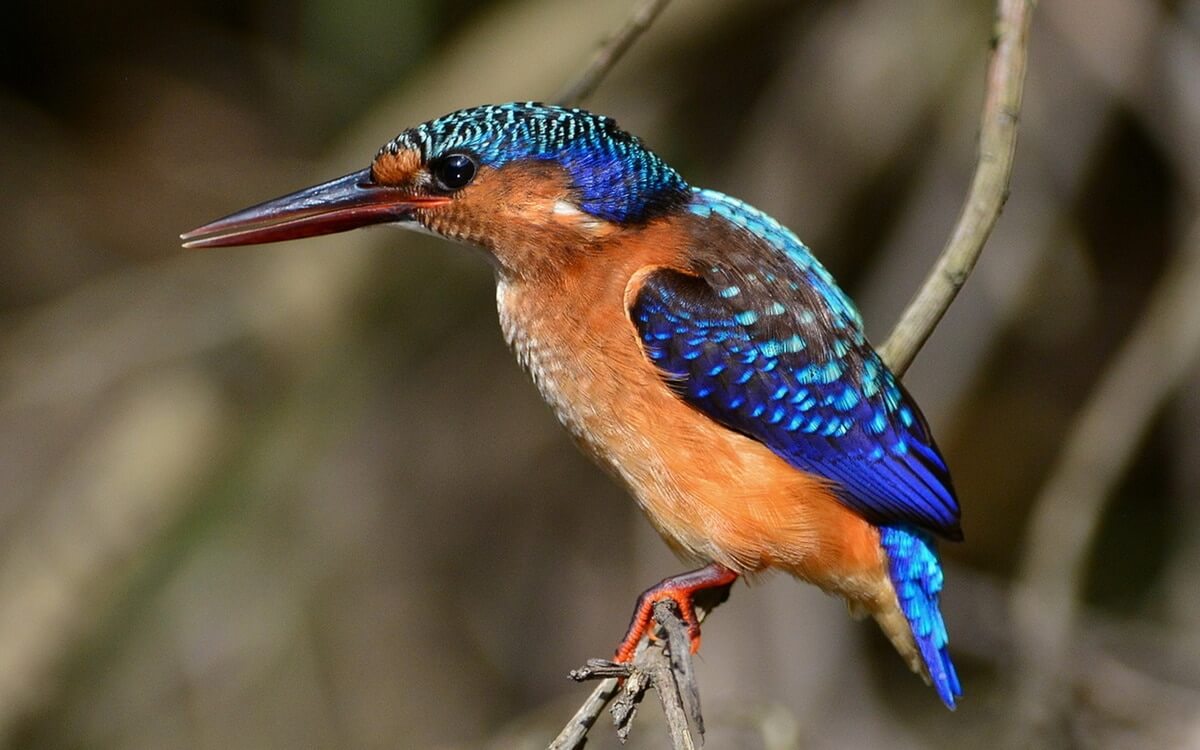 Common Kingfisher