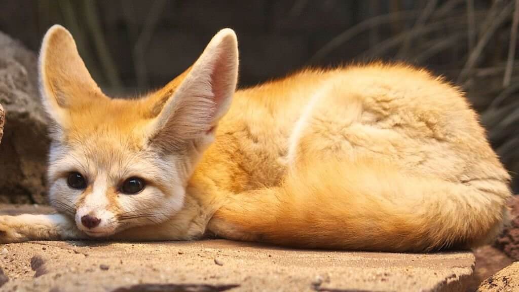 Fennec Fox