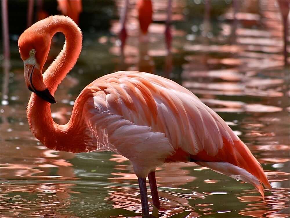 Flamingo